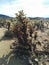 Huge cholla jumping cactus in Joshua Tree National Park