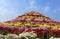 Huge Chrysanthemum flower Arrangement Chandigarh Flower Festival