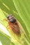 Huge cicada sit on corn stem