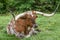 Huge close up of a Texas long horn steer