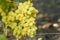 Huge cluster of white grape on grapevine