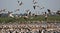 A huge cluster of white pelicans