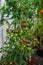 Huge clusters of burgundy cherry tomatoes in a greenhouse on a farm