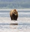 Huge Coastal Brown Bear Stare Down