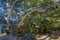 Huge Coastal live oak Quercus agrifolia stretching its branches over the trail, San Luis Obispo, California