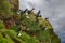 Huge colonies of Atlantic puffins breeding on the cliffs of the Mykines Island, Faroe Islands