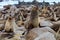 Huge colonies Brown fur seal,Namibia