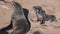 Huge colony of brown fur seal  Arctocephalus pusillus in Cape Cross, Namibia, Africa