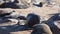 Huge colony of brown fur seal Arctocephalus pusillus in Cape Cross, Namibia, Africa