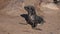 Huge colony of brown fur seal Arctocephalus pusillus in Cape Cross, Namibia, Africa