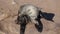 Huge colony of brown fur seal Arctocephalus pusillus in Cape Cross, Namibia, Africa