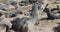 Huge colony of brown fur seal in Cape Cross, Namibia safari wildlife