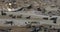 Huge colony of brown fur seal in Cape Cross, Namibia safari wildlife