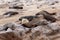 Huge colony of Brown fur seal - sea lions in Namibia