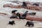 Huge colony of Brown fur seal - sea lions in Namibia