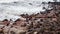 Huge colony of Brown fur seal - sea lions in Namibia