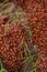 Huge Colony of Ladybugs Crawling in the Summer