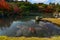 Huge colorful fish swimming in a beautiful Japanese pond during autumn