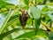 Huge, conical shell garden snail