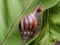 Huge, conical shell garden snail