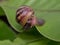 Huge, conical shell garden snail