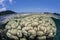 Huge Coral Colony in Shallows of Raja Ampat