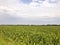 A huge corn field. Lots of green shoots of green corn