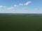 Huge cornfield on a sunny summer day, aerial view. Blue sky over green farm field, landscape