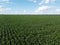 Huge cornfield on a sunny summer day, aerial view. Blue sky over green farm field, landscape