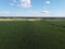 Huge cornfield on a sunny summer day, aerial view. Blue sky over green farm field, landscape