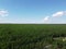 Huge cornfield on a sunny summer day, aerial view. Blue sky over green farm field, landscape