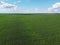 Huge cornfield on a sunny summer day, aerial view. Blue sky over green farm field, landscape