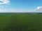 Huge cornfield on a sunny summer day, aerial view. Blue sky over green farm field, landscape