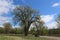 A Huge Cottonwood Tree and a Black Pickup Truck