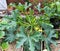 A huge courgette cucurbita pepo plant with green fruits and blossoms growing in the garden outdoors