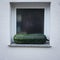 Huge courgette in front of a window