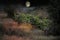 Huge crescent moon hangs over jungle