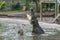 Huge crocodile jumping to catch chicken meat during feeding time at the mini zoo crocodile farm