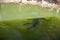 huge crocodile in the lake observing visitors on the boat