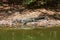 Huge crocodile resting on a sunny place in Hartley s Crocodile Adventures