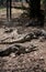 Huge crocodiles on a crocodile farm close up