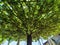 Huge crown of Black mulberry, Morus nigra in the karst garden