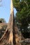 Huge dead tree with massive roots growing over and through stone of ancient temple ruins in angkor wat, cambodia