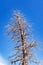 Huge Dead Tree and Sky