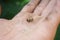 Huge dead wasp in human hand