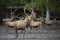 Huge deer in front of feeding of game animals place