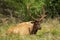 Huge deer sleeps in the grass in nature, zoo or reserve