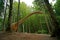 Huge dinosaur in a forest