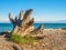 Huge driftwood stump on the beach in Victoria, BC, Canada