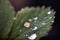 Huge drops on the leaf after the rain. Natural background. raindrops on grass or leaves